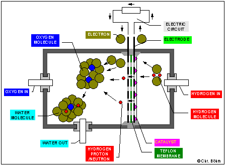 membrane more detailed