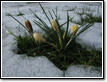 spring-2009-03-07-14-52-20-0016